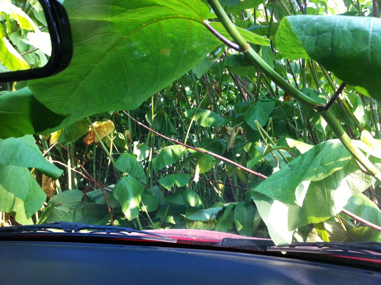 Med bilen i en "djungel"