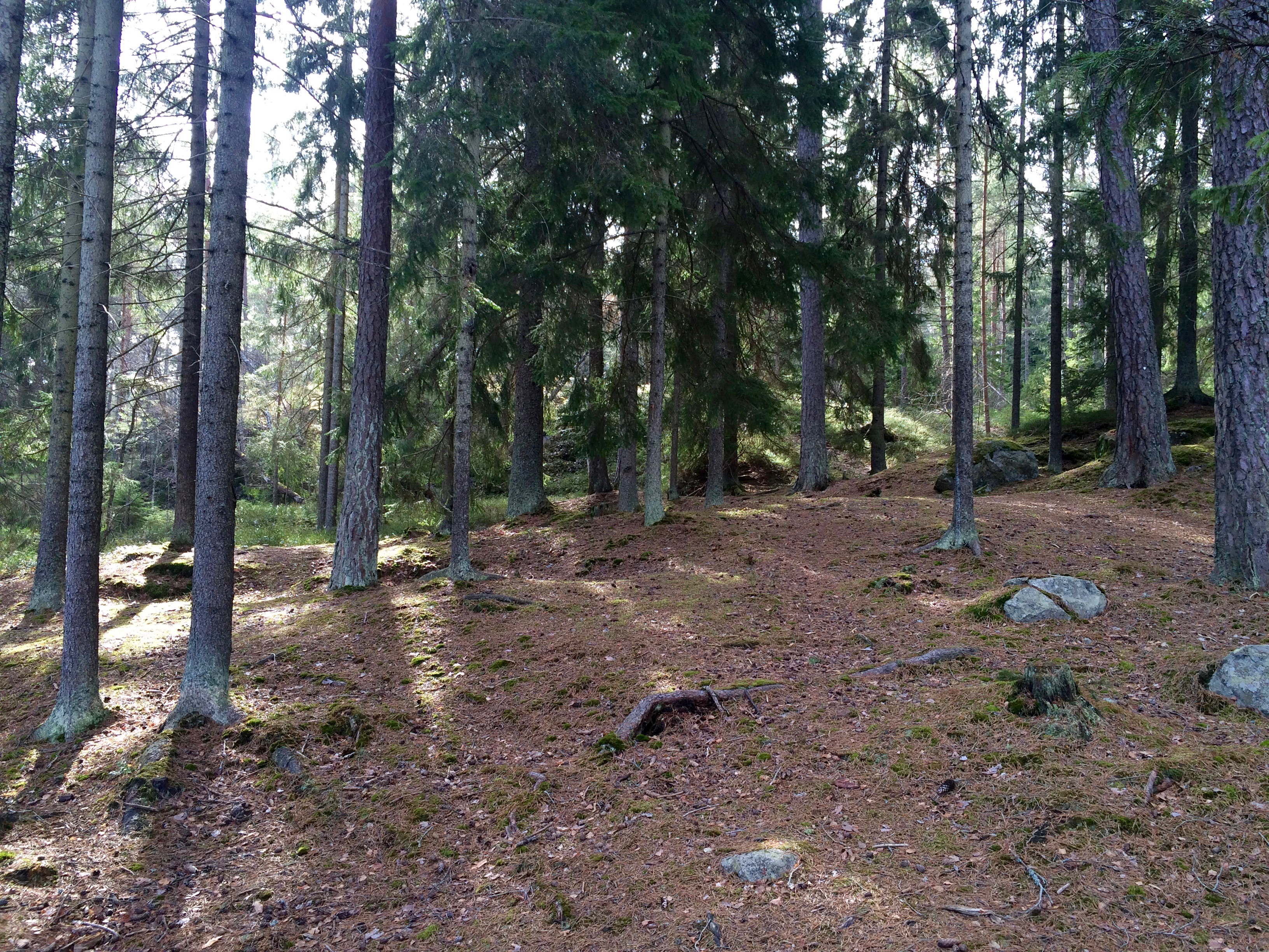 Skogen 27 mars 2016 bild 5
