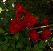 Mörkröda rosor i koloniträdgård